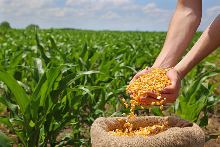 Commodity della settimana: mais, produzione record ma scorte ai minimi. Il quadro tecnico sul future